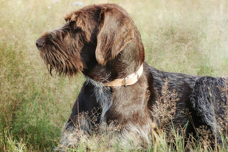 <p>Jagdhundebeihilfe</p>