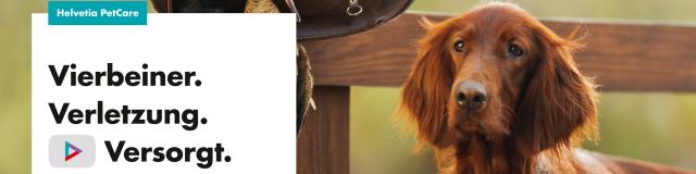 Jagdhunde Pet-care neu 2024